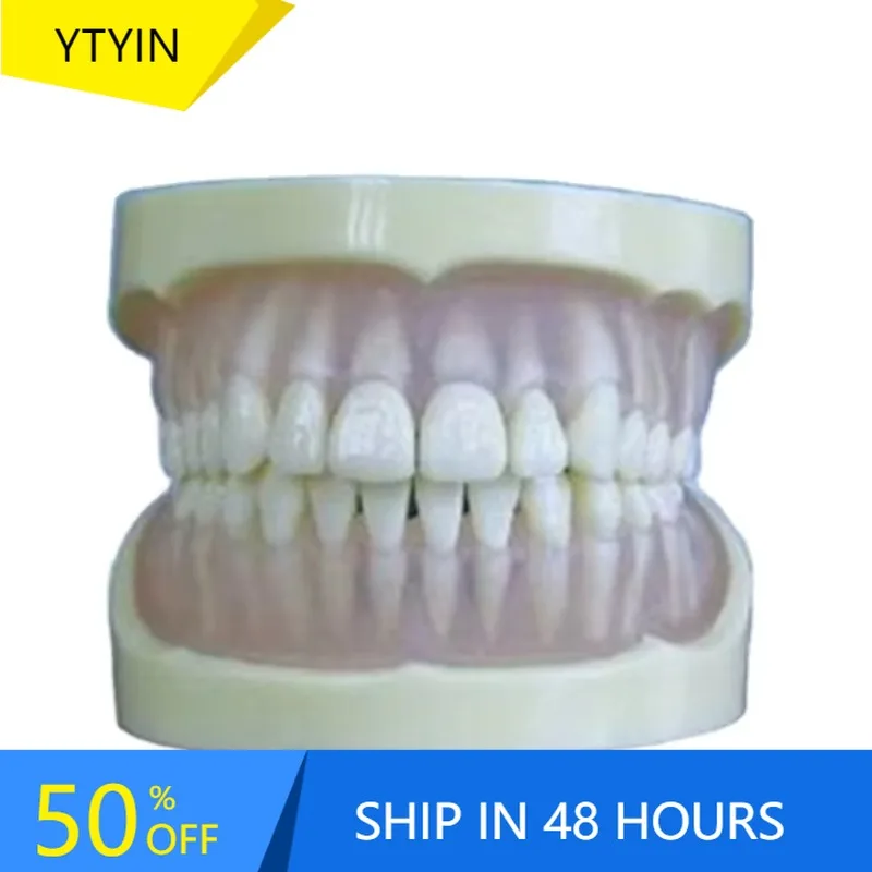 

YTYIN BIX-L1018 Demonstration Model For Students Removable Teeth And Jaw With Standard Tooth For Training