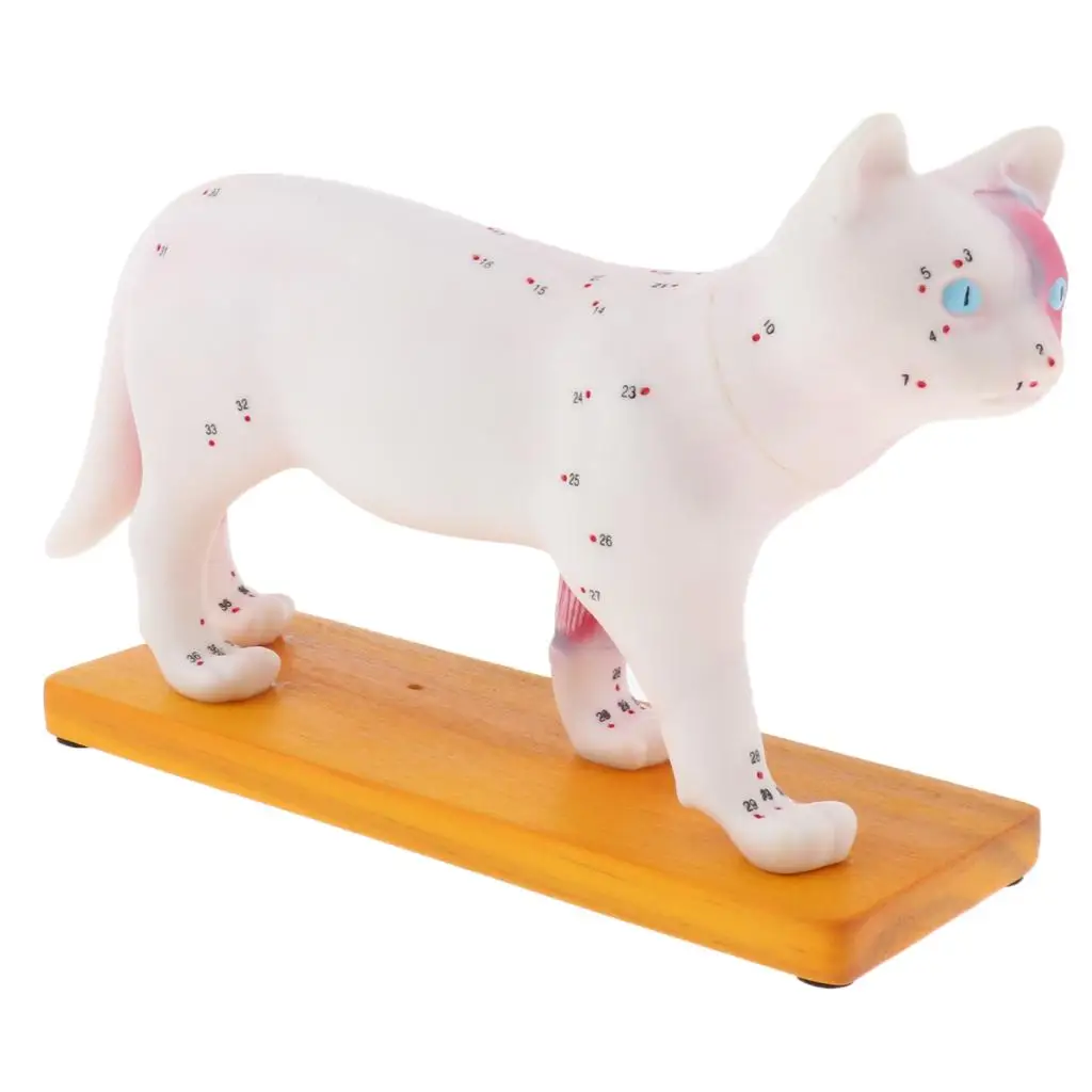 Cat Anatomy Model, 36 Acupuncture Points Lifesize Animal Model, Lab Demonstration Models