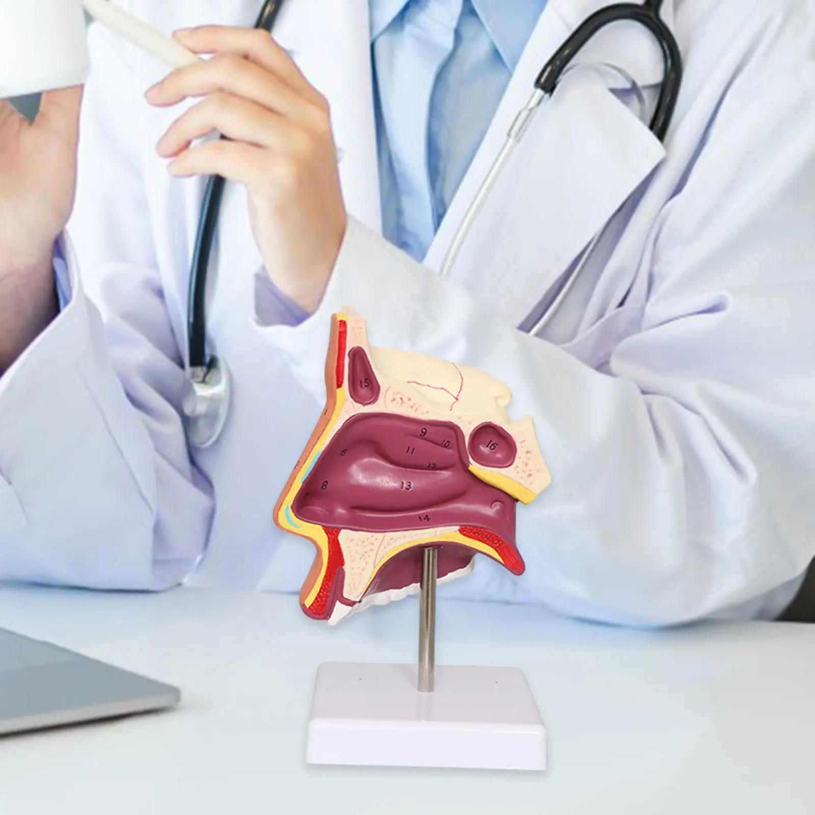 Teaching Props Human Nasal Cavity Demonstration Model Teaching for Teens