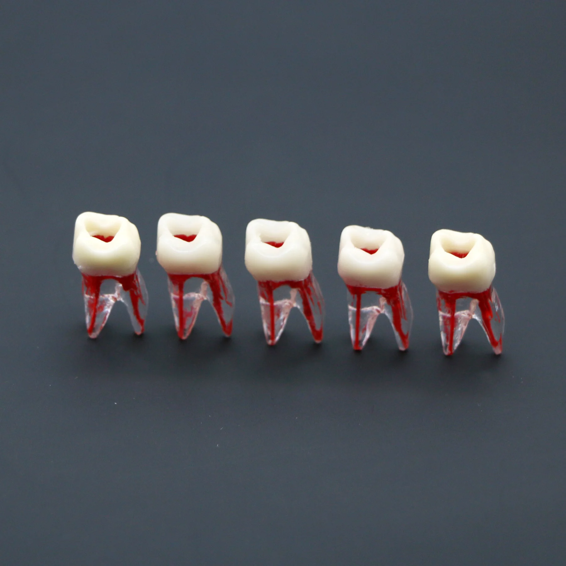 Dental  Root Canal Teeth Model Endodontic File RCT Practice Block Pulp Cavity Training  Operation with Colored  Teaching Study