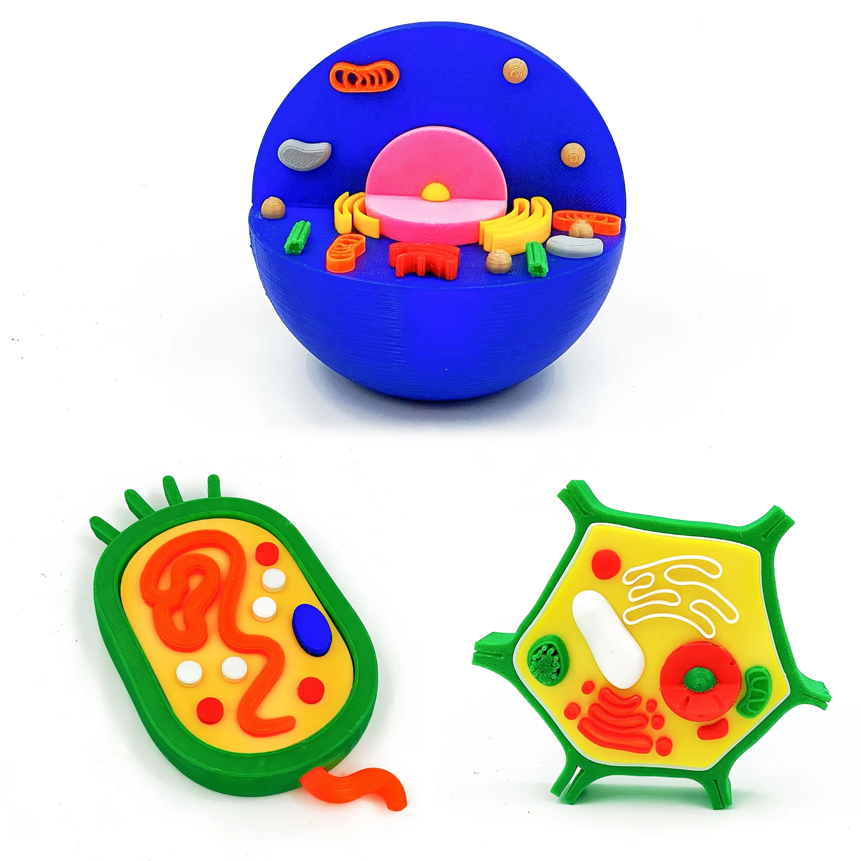 

3D animal and plant cell anatomy models combined with realistic cells, home and office desk decorations,holiday gifts for people
