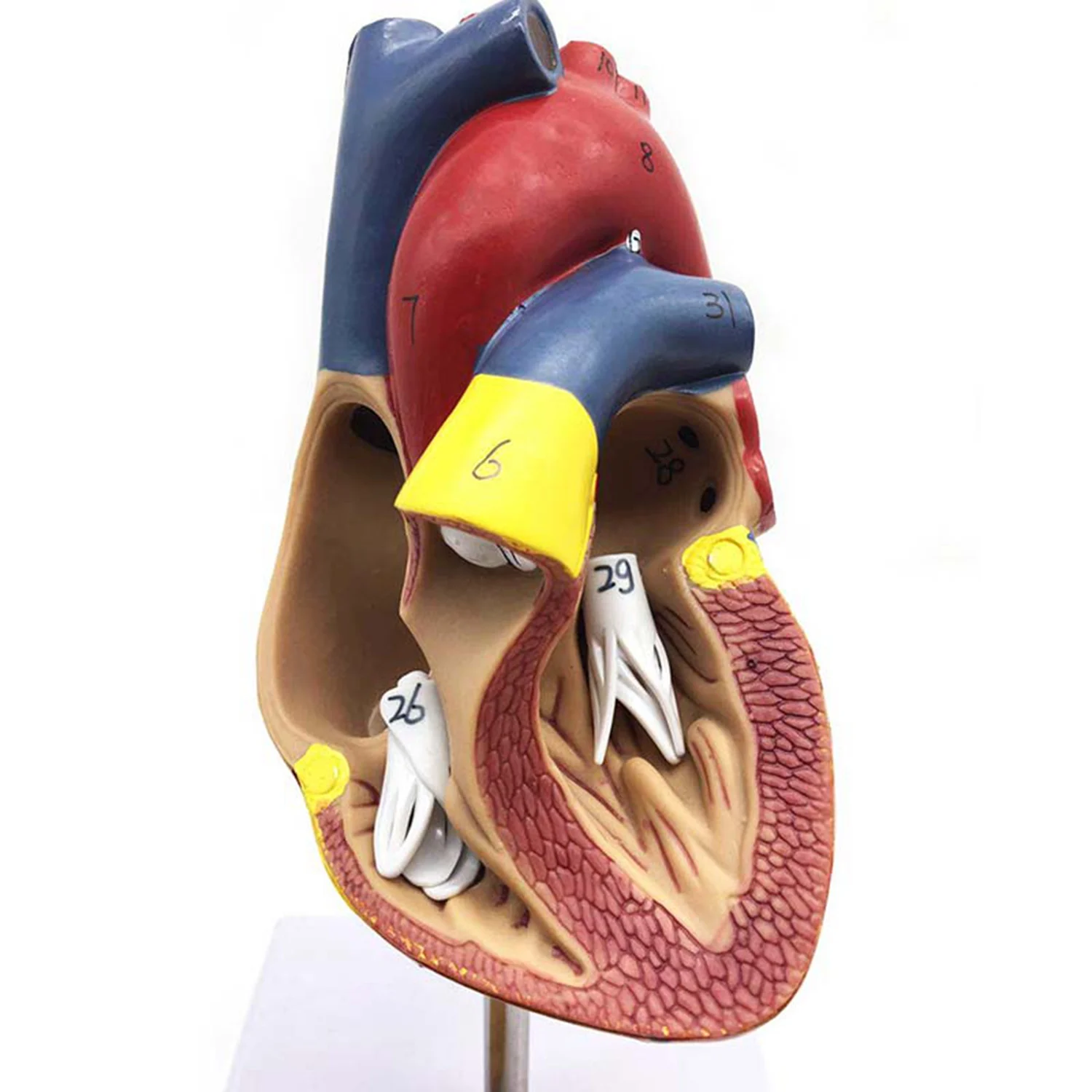 

A66F-1: 1 Human Heart Model, Anatomically Accurate Heart Model & 1.5 Times Human Ear Anatomy Model Showing Organs