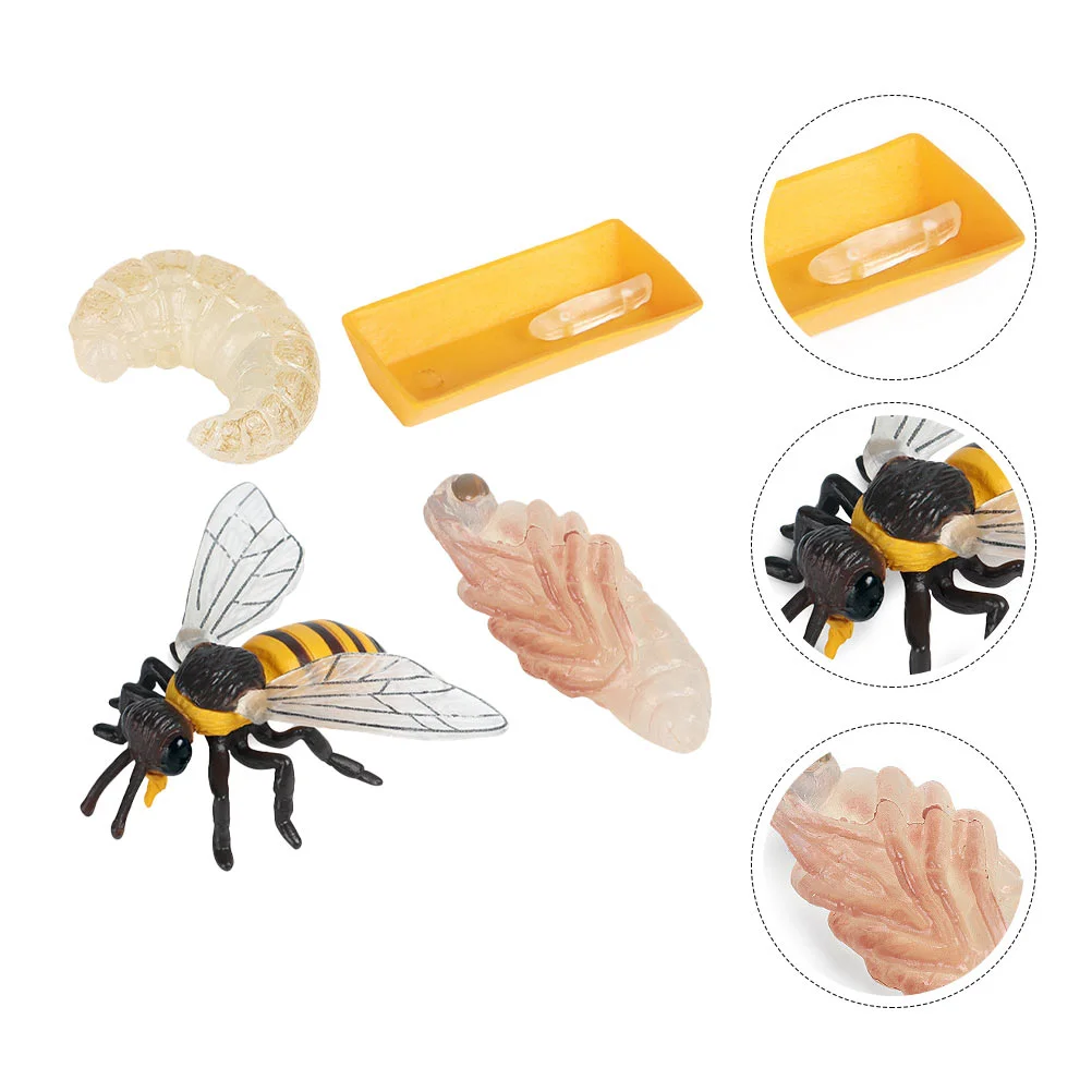 

Bee Growth Cycle Toy Model Insect Kids Enlightenment Evolution Plastic Material Infant Simulation