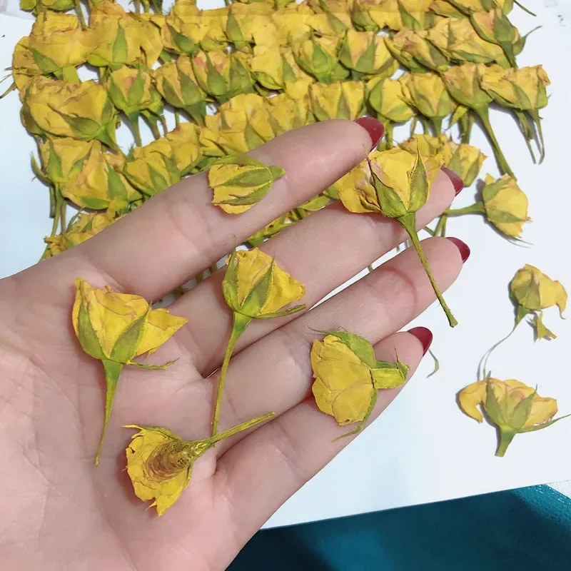 12pcs/3-5cm,Side Pressed Pink Yellow Red Mini Rose,Dried Flower DIY Glue Dripping Phone Case Photo Frame Bookmark Card Material