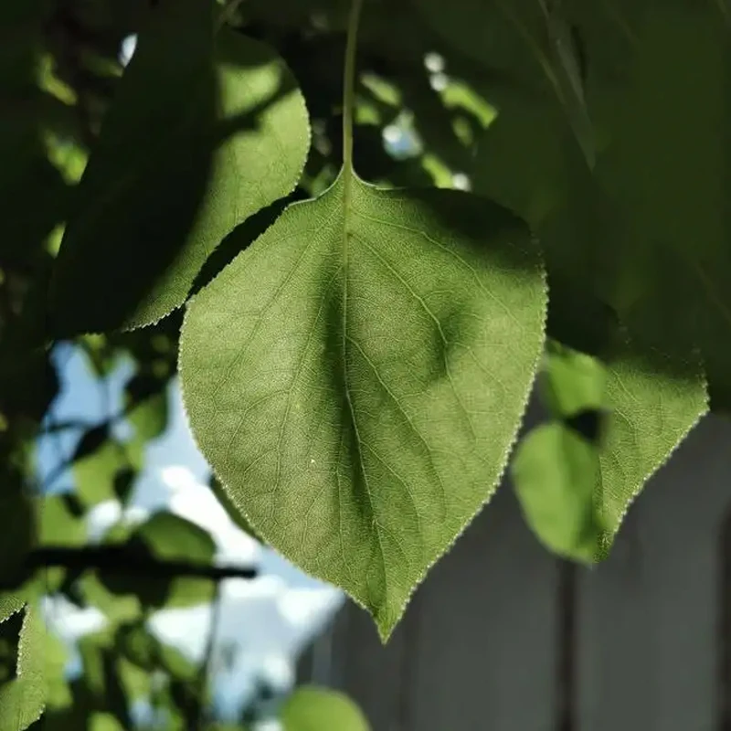 Wireless Restaurant Pager Waterproof 16 Coasters Buzzer Paging Guest Calling System for Coffee Dessert Burger Shop Food Truck