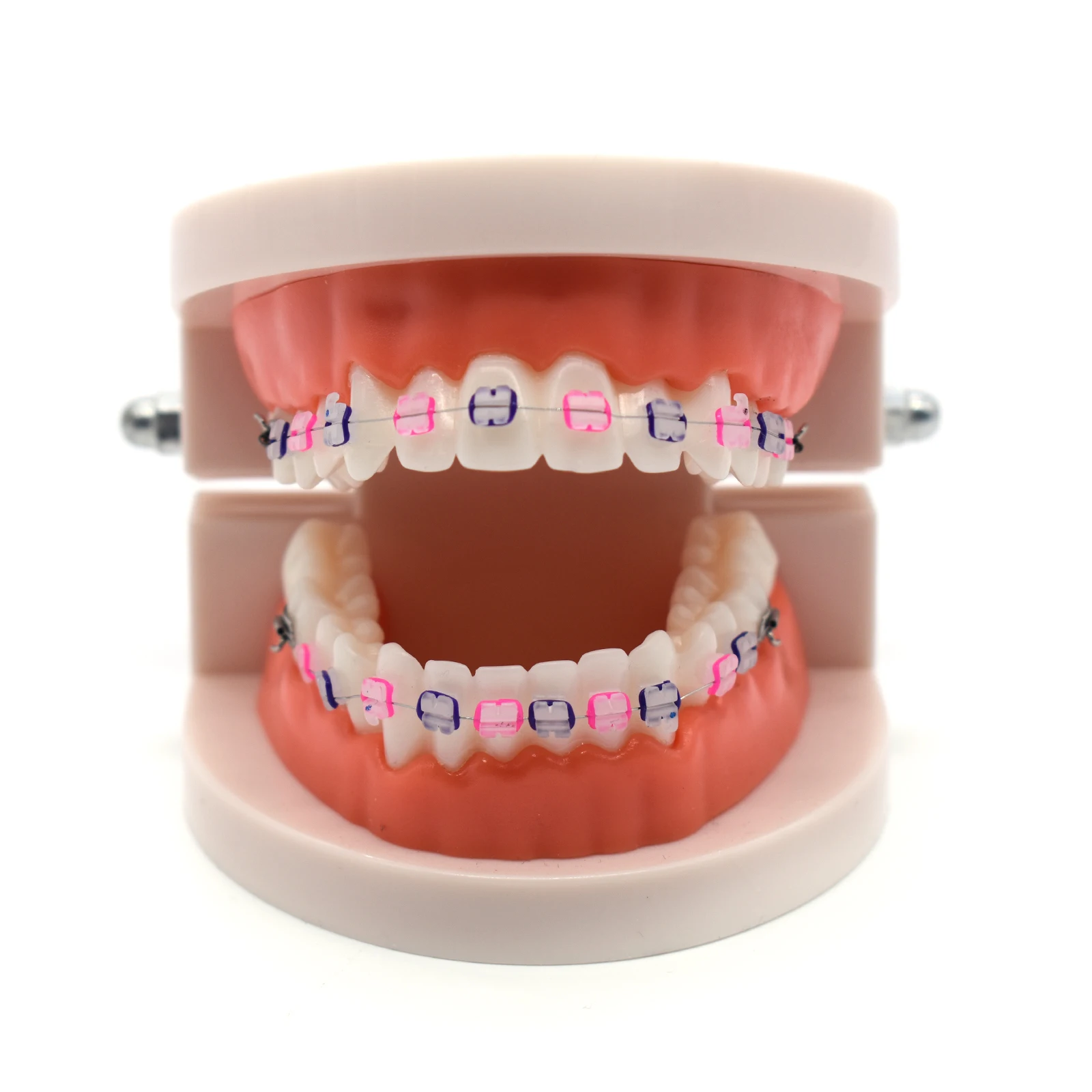 1Pcs Dental Demonstration Orthodontic Model with Metal Wires and Ceramic Bracket