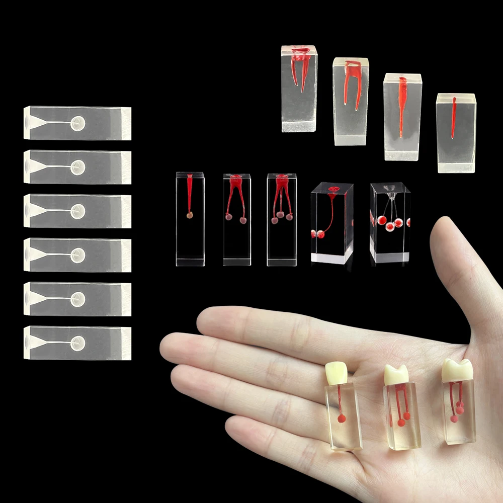 2PCS Dental RCT Endo Training Model Resin Clear Block Filling Root Canal Practice for Dental School Practice Teaching Demo