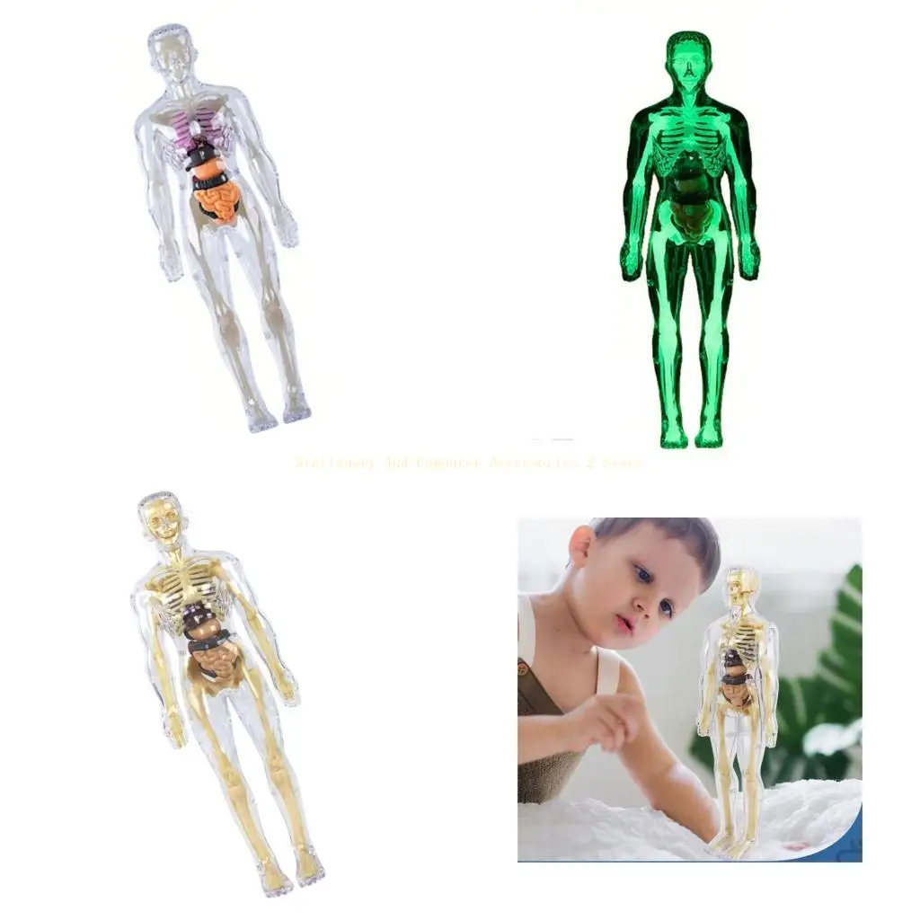 

Clear Human Body Model With Removable Organs And Muscles Anatomy Learning Tool For Kids STEM Biology Teaching Aid