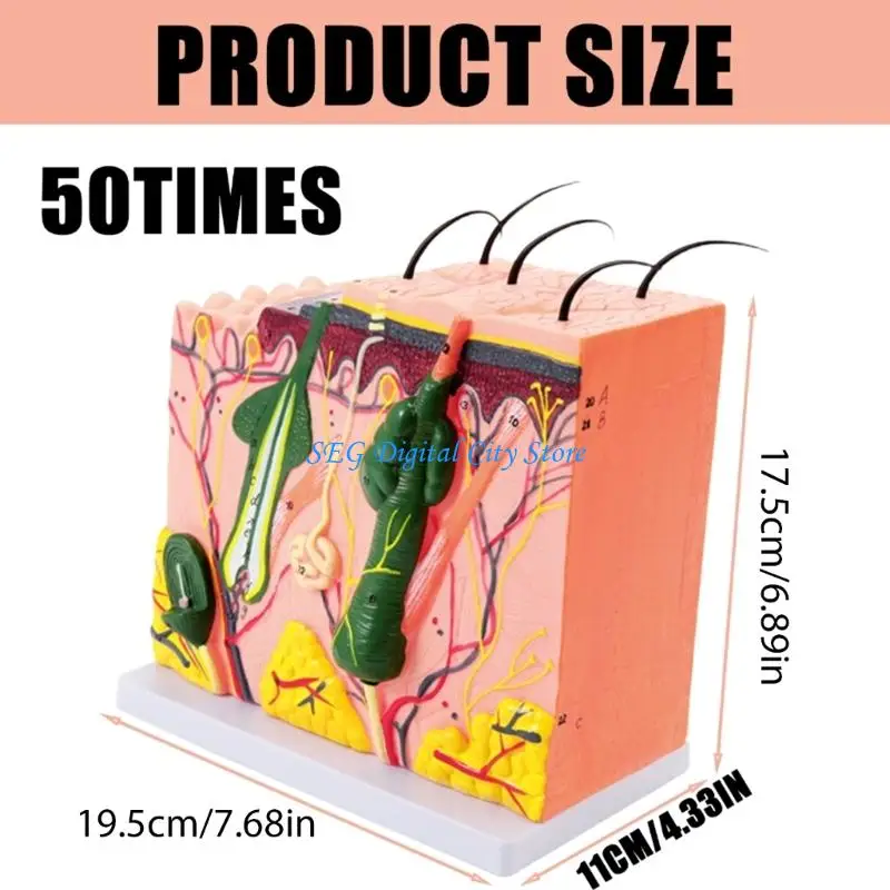 U75B Skin Model 35/50/70/85X Enlarged Anatomical Skin Layer Structure Model for Science Learning Teaching Display