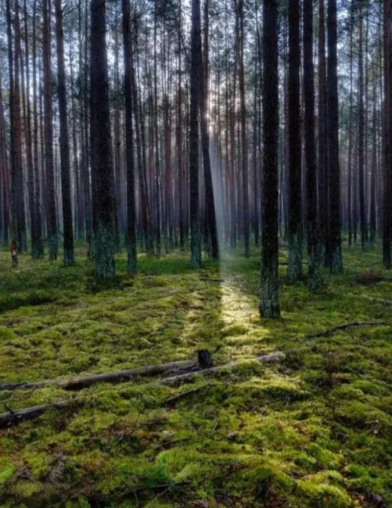 

Чехол на руль автомобиля с узором под карбон для Tesla Model 3/Y/S/X, противоскользящий аксессуар для руля, защитный чехол для руля.