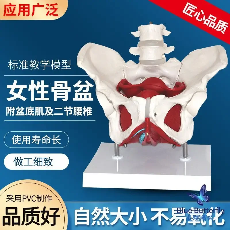 

Natural Large Female Pelvic Model Female Pelvis With Pelvic Floor Muscle Delivery Process Demonstration Midwifery Teaching Model