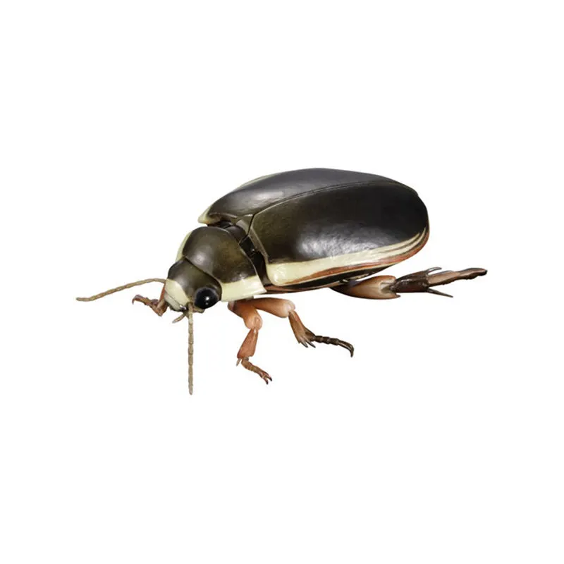 Bandai Gachapon Biology Illustrated Handbook Cybister Japonicus Kirkaldyia Deyrollei Simulation Insect Collectible Model Toy
