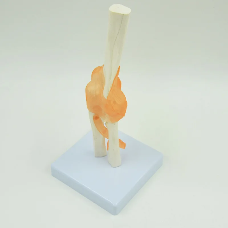 Elbow joint model, human skeleton anatomy teaching model