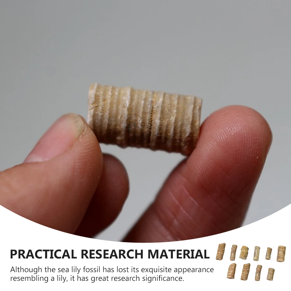 

10pcs Marine Echinoderm Study Material Science Teaching Tool Desktop Ornament Home Decoration Educational