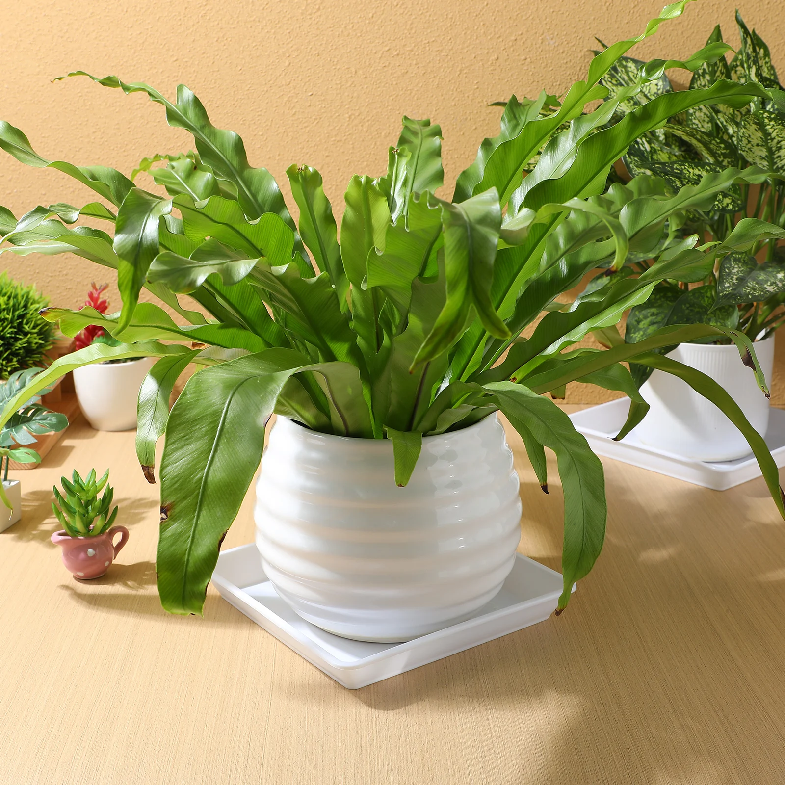 

10Pcs Square Resin Tray Plastic Flowerpot Saucers Durable Bonsai Protection Indoor Outdoor Garden Accessory White