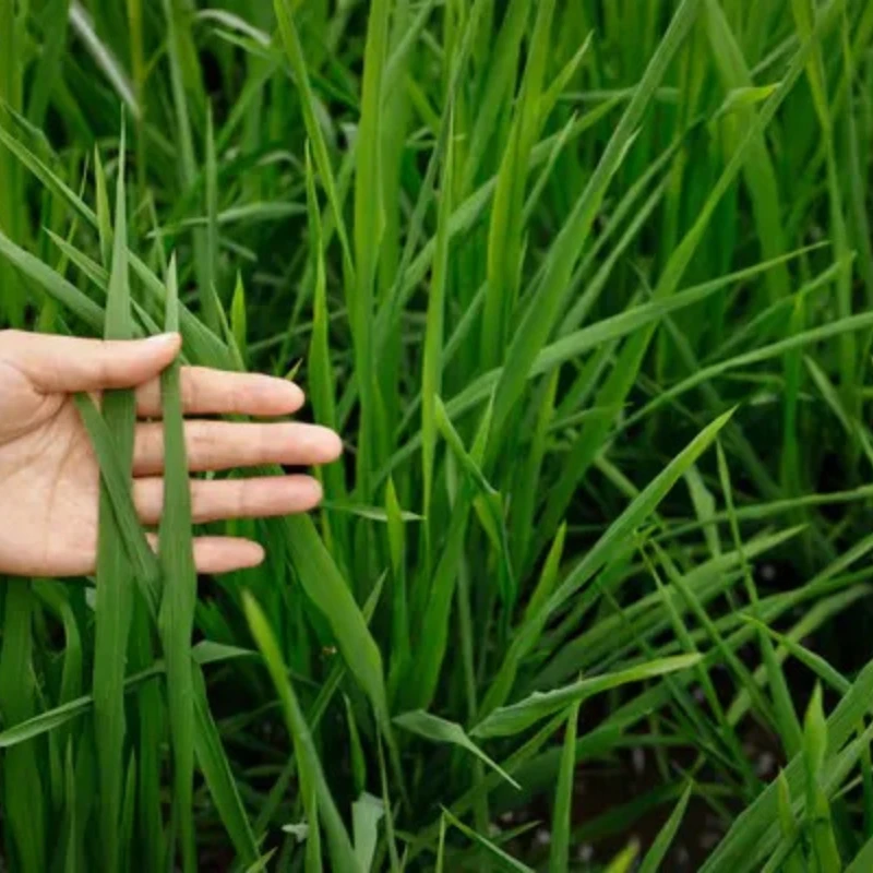 

HolyBro X500 V2 Frame Kit 500mm Wheelbase Carbon Fiber Frame Kit 2216 KV880 Motor 20A ESC 1045 Propeller XT30 XT60 PDB Combo