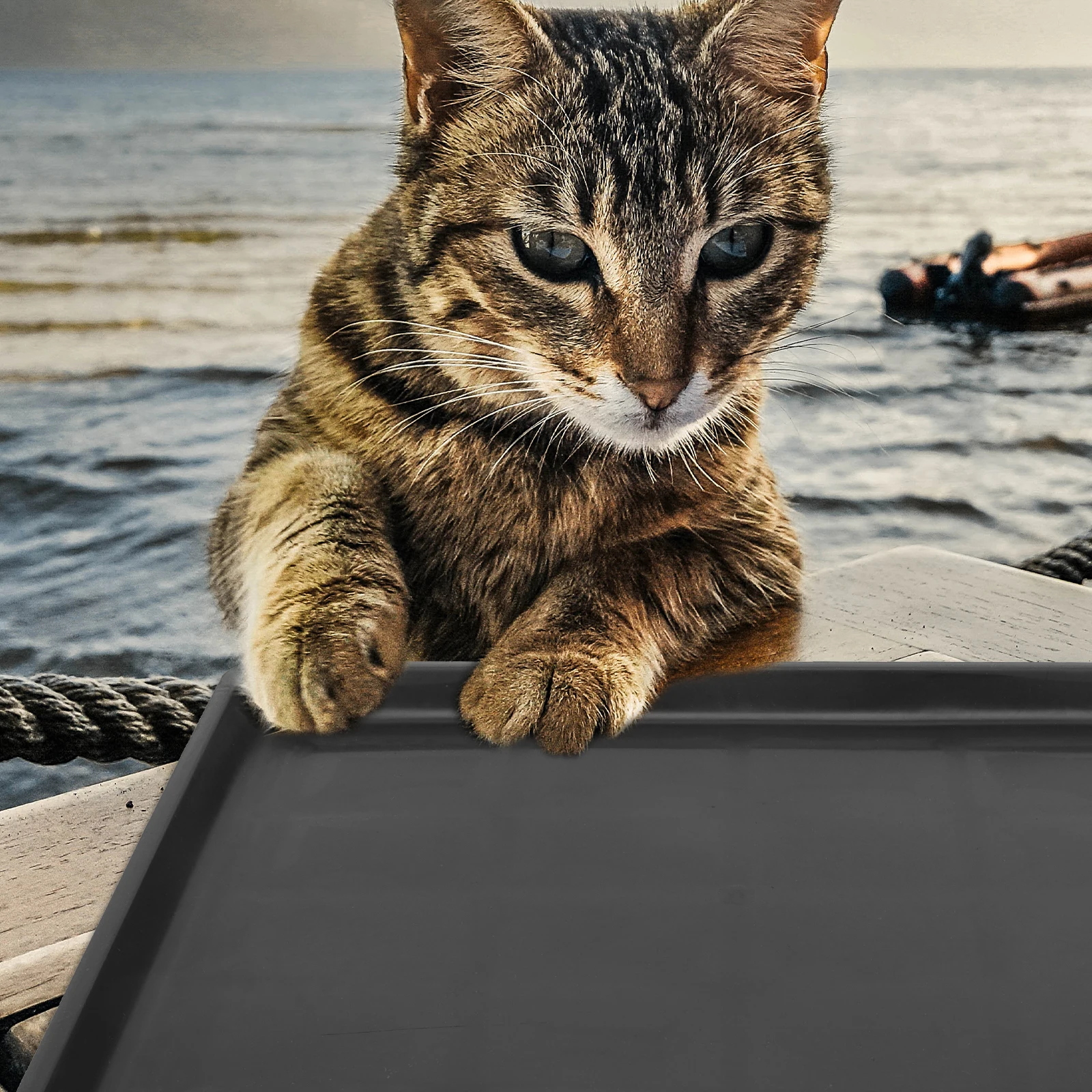 

2Pcs Plastic Pet Cage Poop Tray Bedpan Pet Toilet Pan Cage Supplies Black for Dogs Cats Rabbits Indoor Outdoor