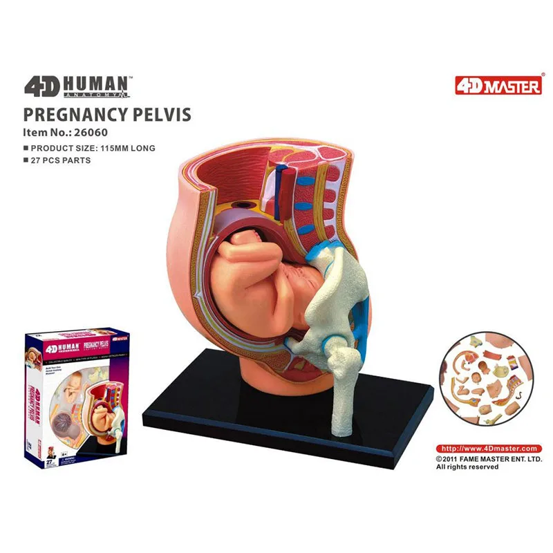 4D MASTER Pregnancy Human Anatomical Model Assembling Toy Teaching Anatomy Model DIY Popular Science Appliances