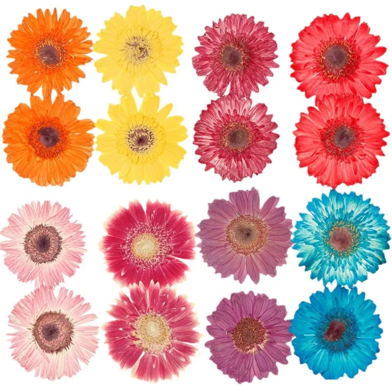 

10Pcs African Daisies, Dried Flowers, Pressed Flowers, Natural Plant Specimens, Children's Handmade Stickers, Flower Shop Supplies
