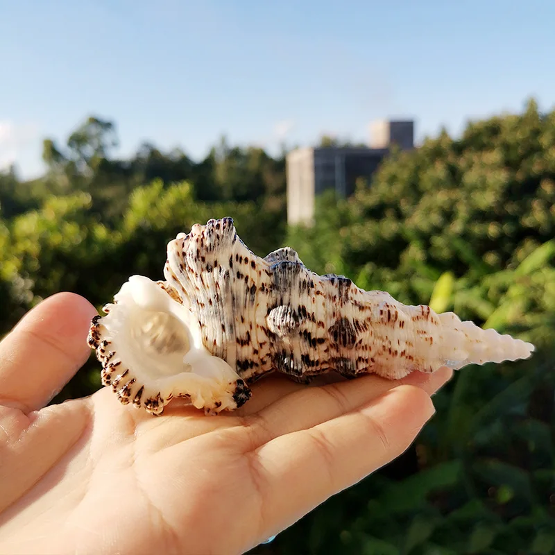 Natural Conch Shell Fish Tank Scenery Aquarium Decorative Decoration Decoration Shooting Collection Specimen Creative Gift