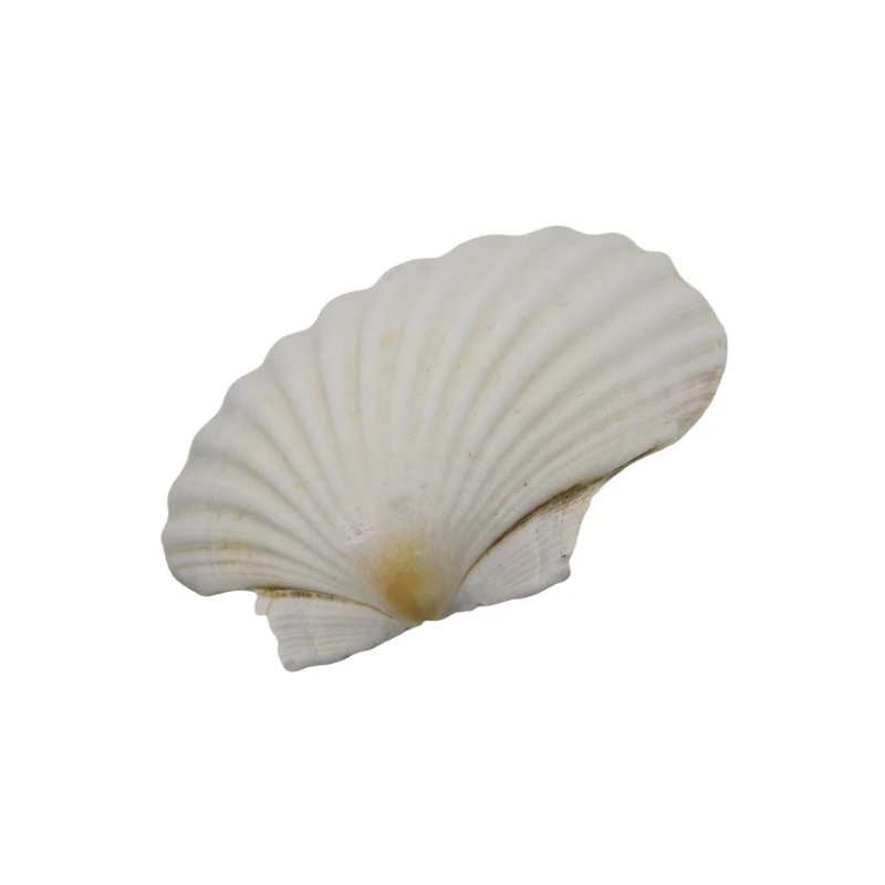 Grandes cascas vieiras brancas para artesanato e pintura decors casamento na praia