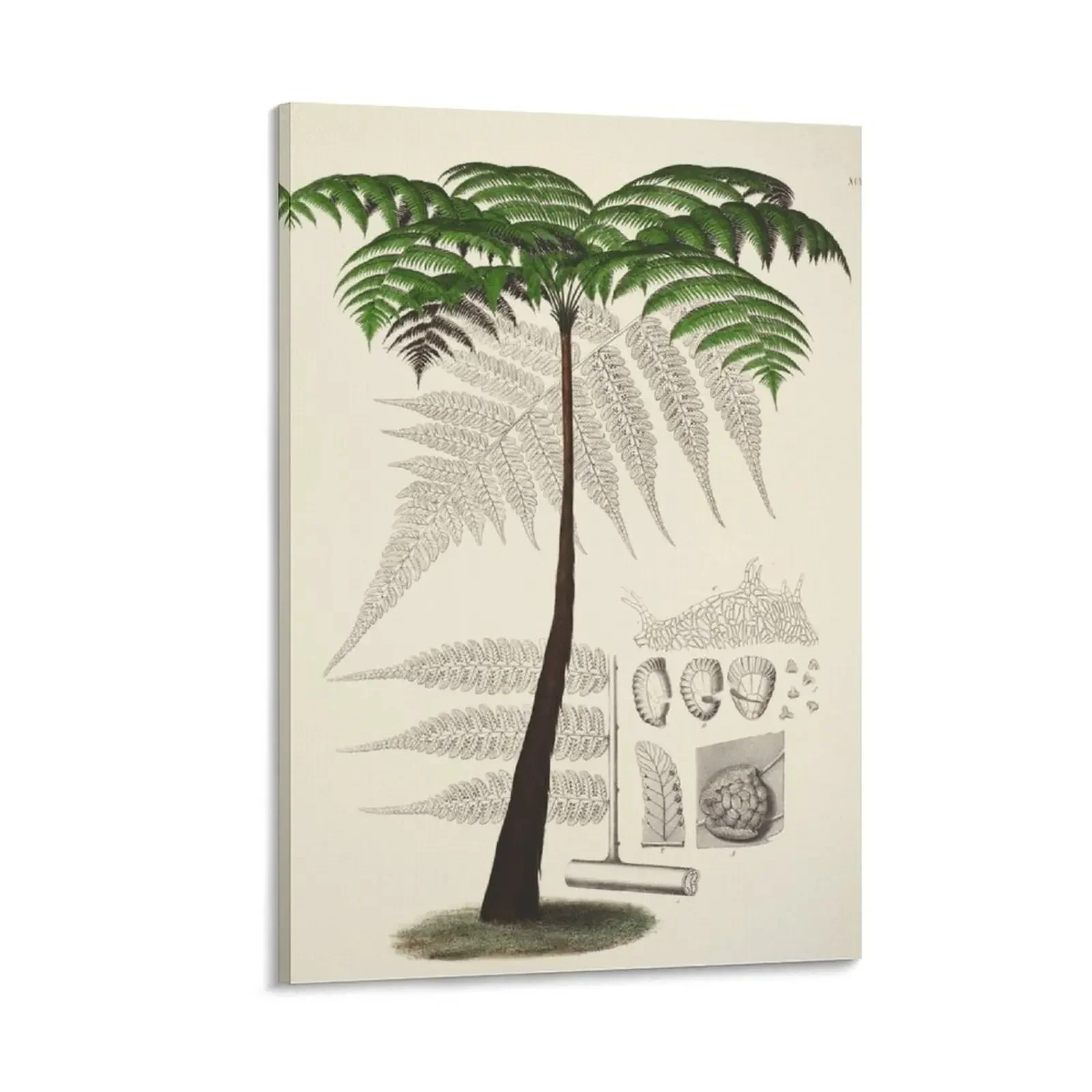 

Vintage botanical illustration - Hemitelia servitensis - Tree fern family Canvas Painting Wall decoration poster home decor