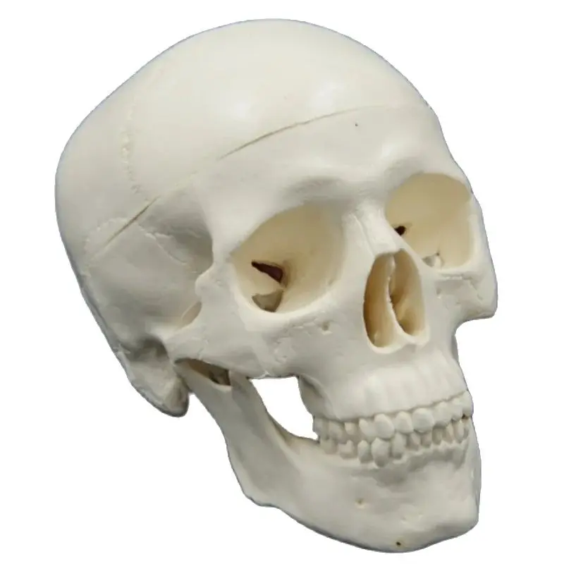 Mini Skull Model Human Anatomical Head Medical Model Detachable Art sketch Props Medical Student Teaching