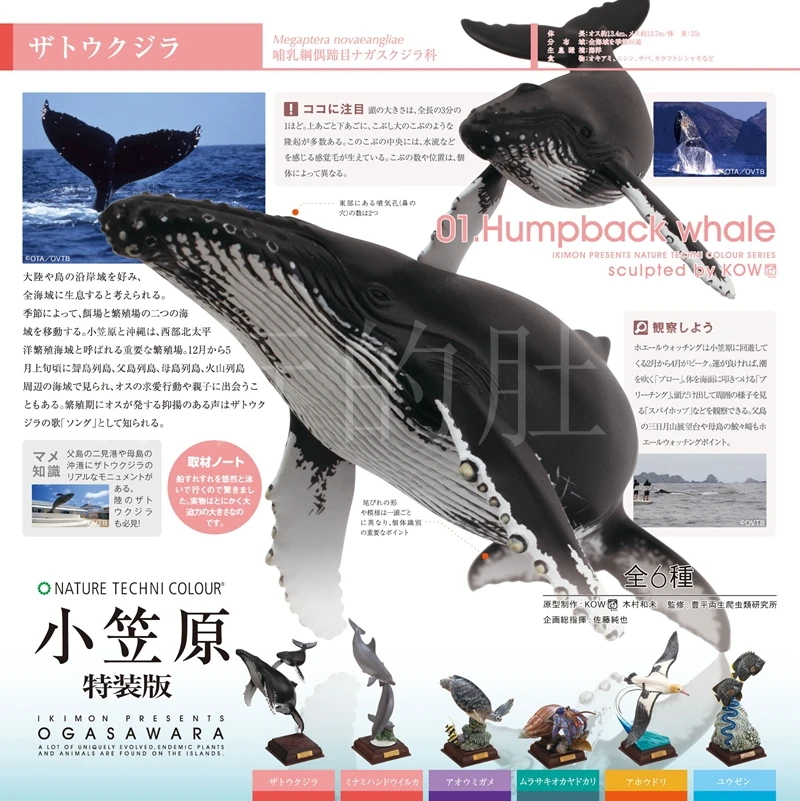 In Stock Kitan Ikimon Ntc The Ogasawara Marine Animals Special
