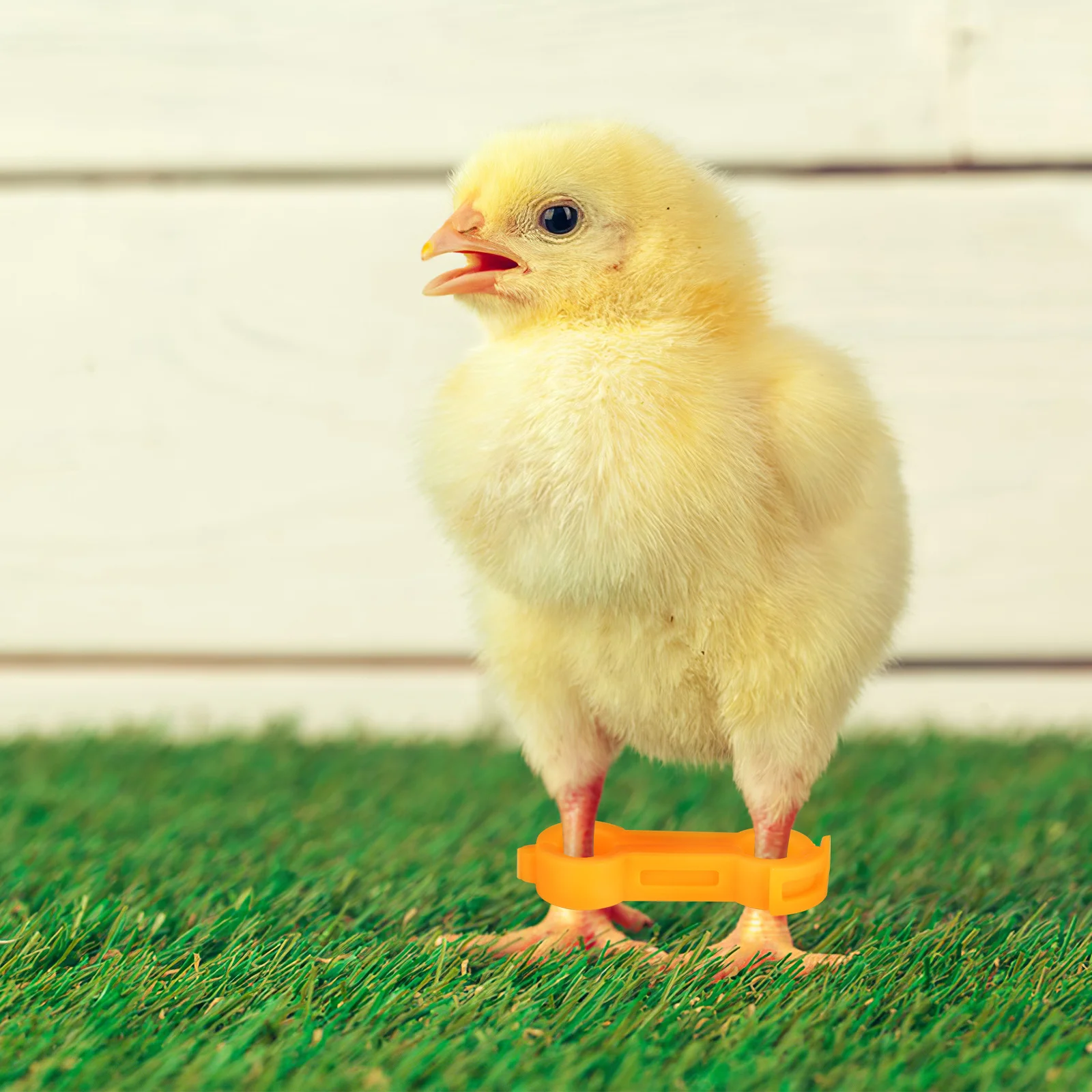 

12Pcs Chick Splay Leg Corrector Band Sturdy Plastic Leg Support for Birds Proper Alignment Comfortable Fit