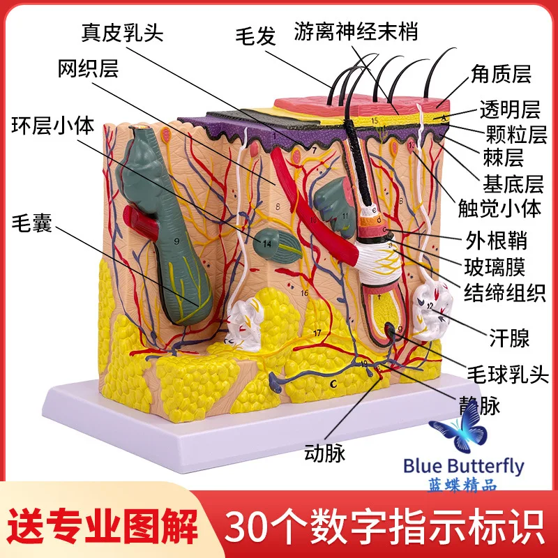 Magnify 35X Human Anatomical Skin Texture Subcutaneous Tissue Dissection Model Anatomy For Biology Medical Teaching Aids Supply