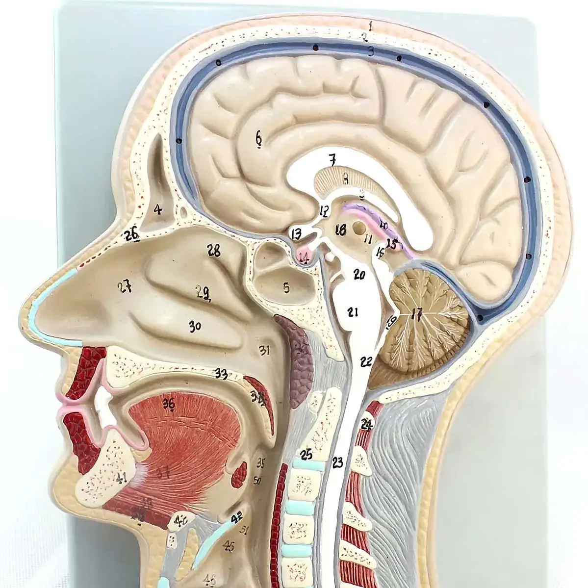 Life Size Human Head Centered Sagittal Cut Skull Model Medical Teaching Models