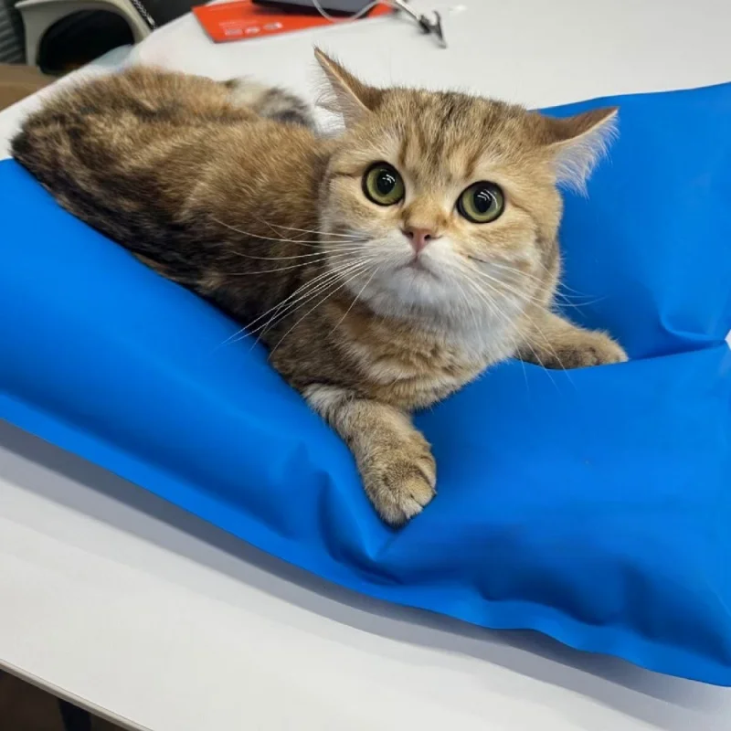 

Cat Pet Stabilize Body During Surgery Vet Vacuum Positioning Mat