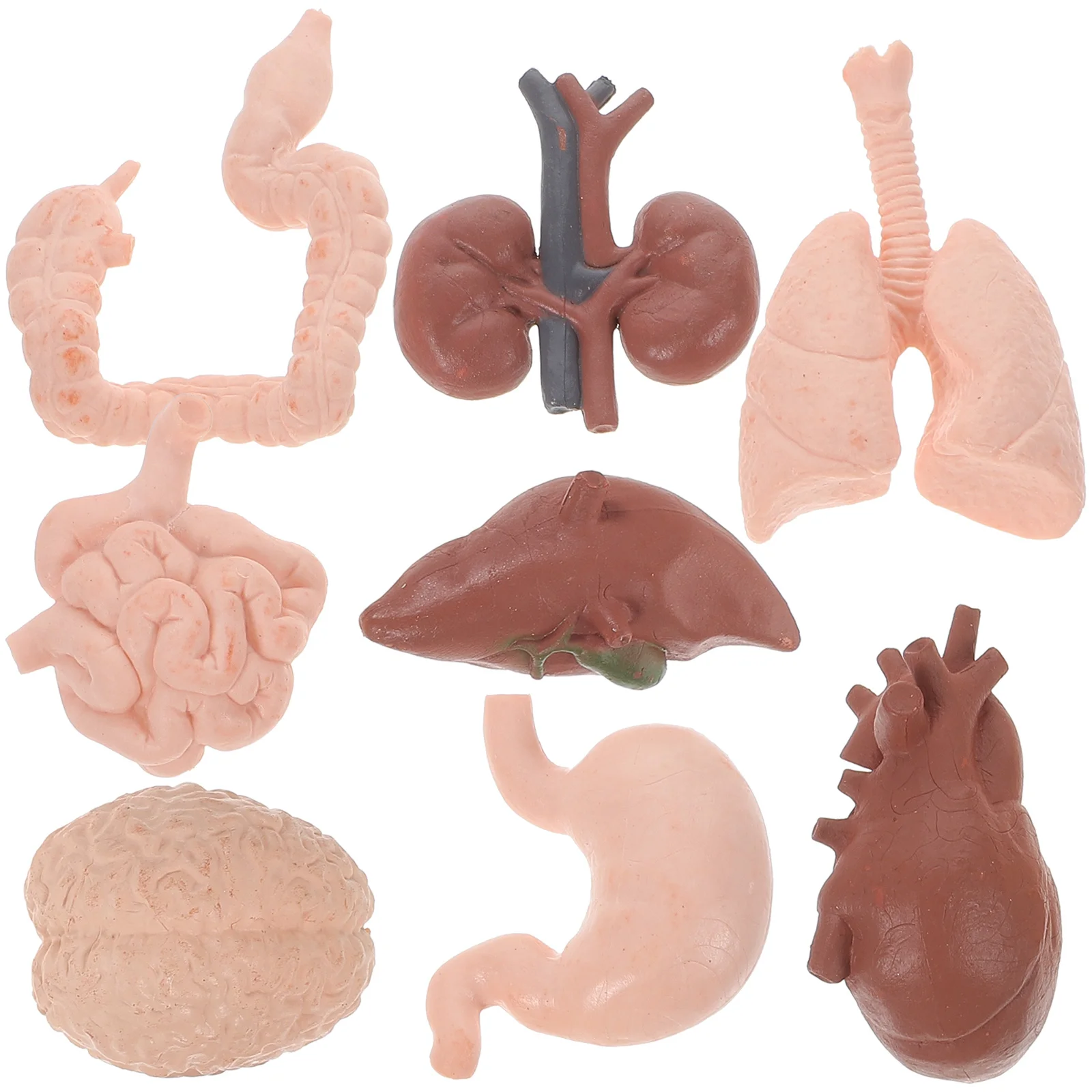 

8 Pcs Human Organ Model Stomach Liver Realistic Tool Teaching Student Artificial Plastic Baby