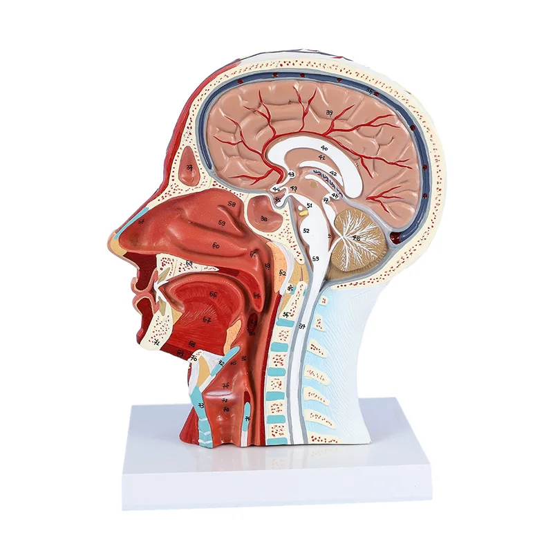 Human Anatomical Half Head Face Anatomy Medical Brain Neck Median Section Study Model Nerve Blood Vessel For Teaching