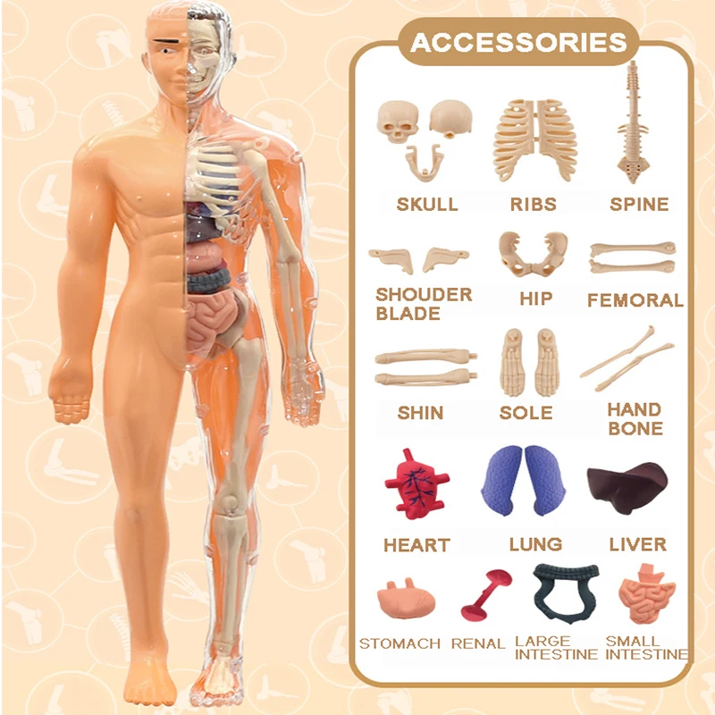 3D Human Body Anatomy Model Two Kinds Science Early Learning Kids Educational Toy Children Plastic DIY Skeleton Toy Student Gift
