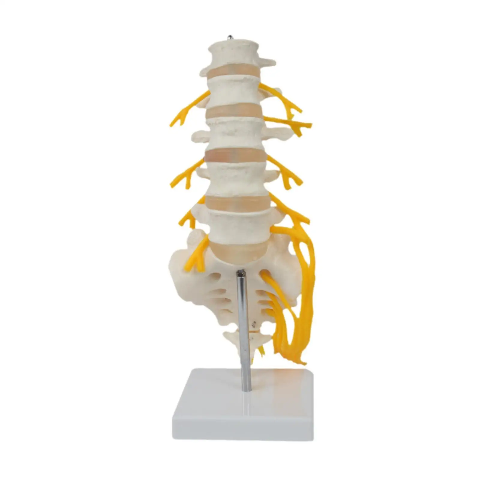 Spine Model Scientific Teaching Aid Detailed 31 cm Decoration Spine Display Stand for Lab Education Tool Science Study