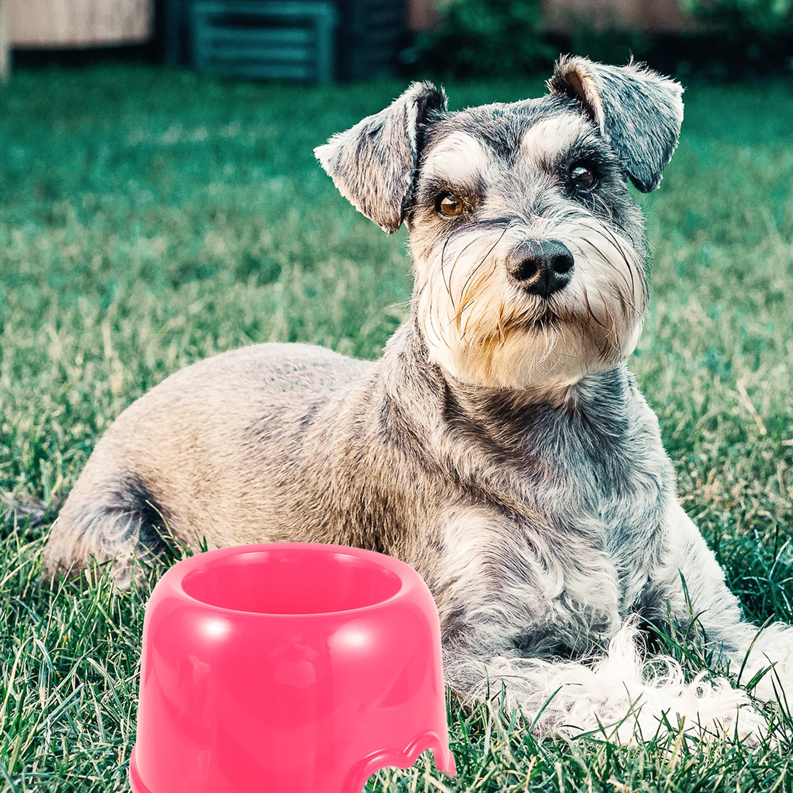 

Household Candy Color Plastic Dog Bowl Puppy Food Feeder Stable Round Edge Pet Feeding Bowl Spacious Spill Proof Easy Clean