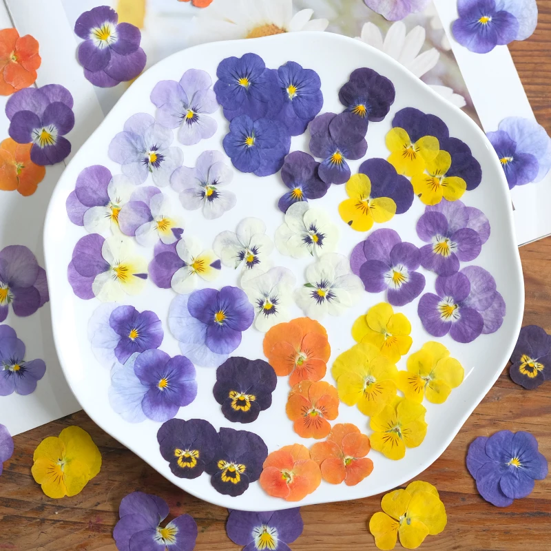 Nature Pansy Epoxy Plowers DIY حافظة الهاتف المحمول المرجعية بطاقة المعايدة ، زهرة مجففة تنقش بالتنقيط الغراء مجوهرات ، ماكياج البتلة ، 12 قطعة