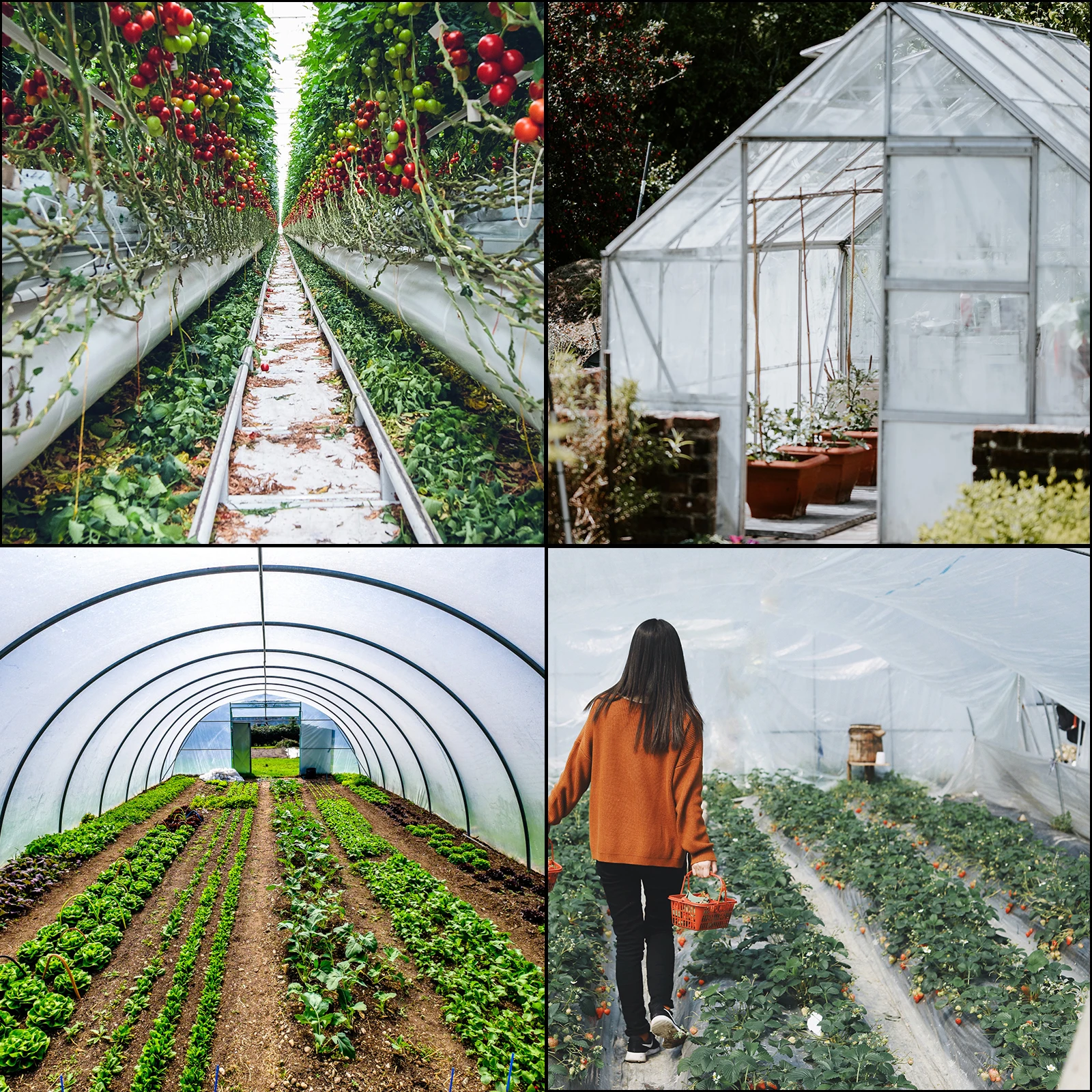 Greenhouse Polyethylene Film 6 Mil Thickness Polyethylene Film Keep Warming Superior Strength