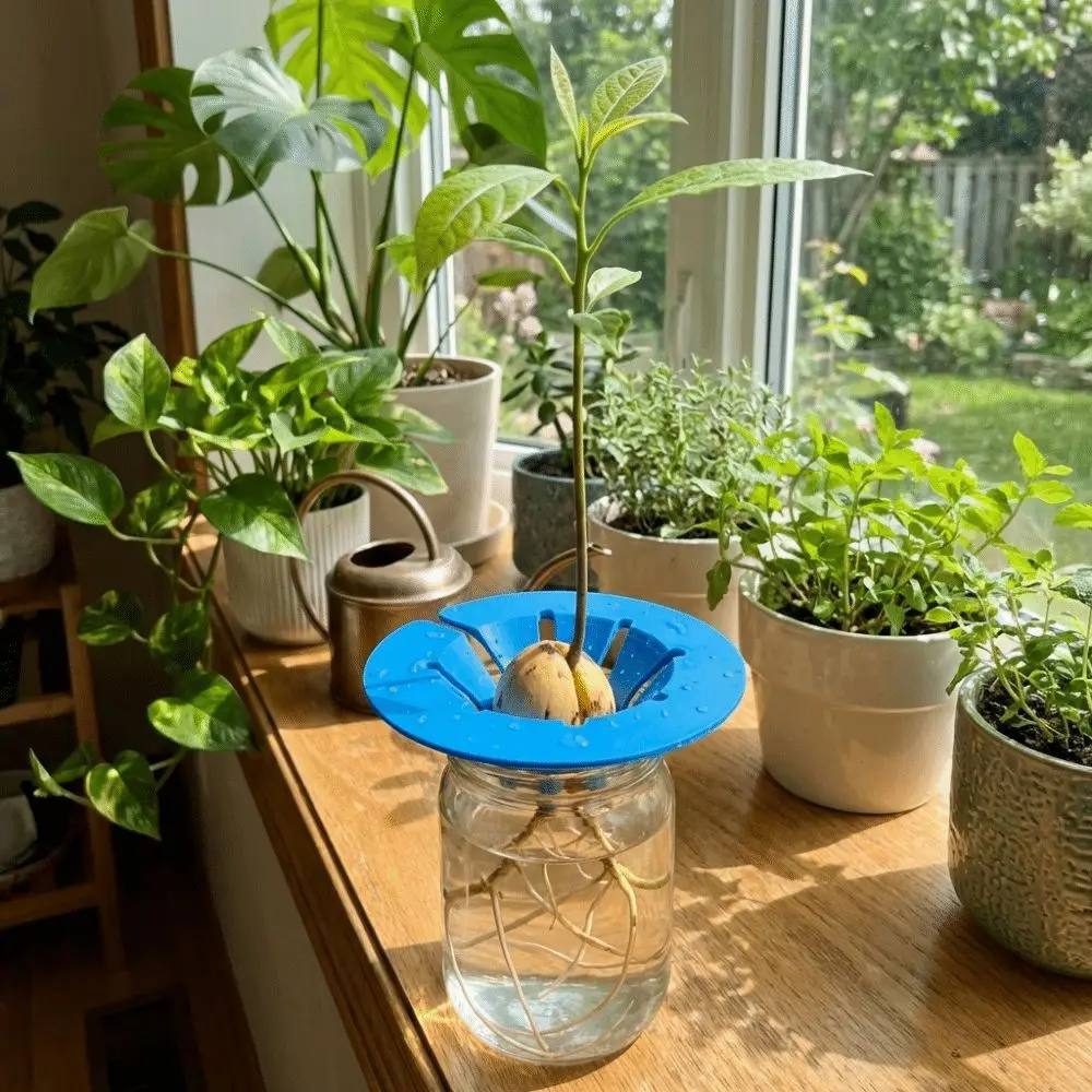 

Гидропонная система для выращивания авокадо без почвы: пластиковый комплект для проращивания, устройство для культивации, гидропонная подставка