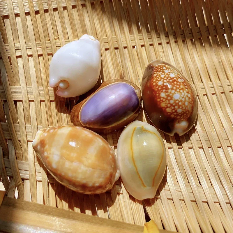 

Five Kinds of Treasure Snails, Fish Tank Landscaping, Handmade Decorations of Shells and Conches