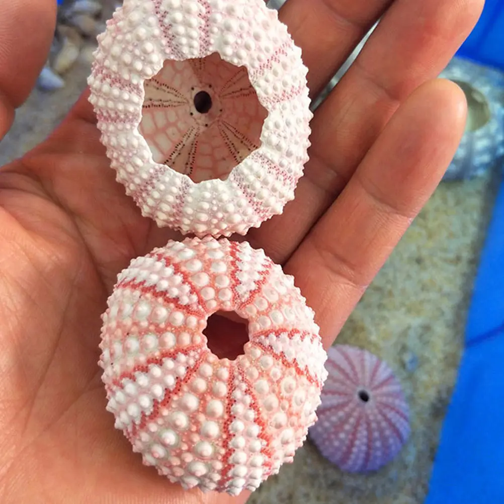 

6 Pcs Air Plant Holders DIY Conch Shell Sea Shape Planter Design Flowerpot
