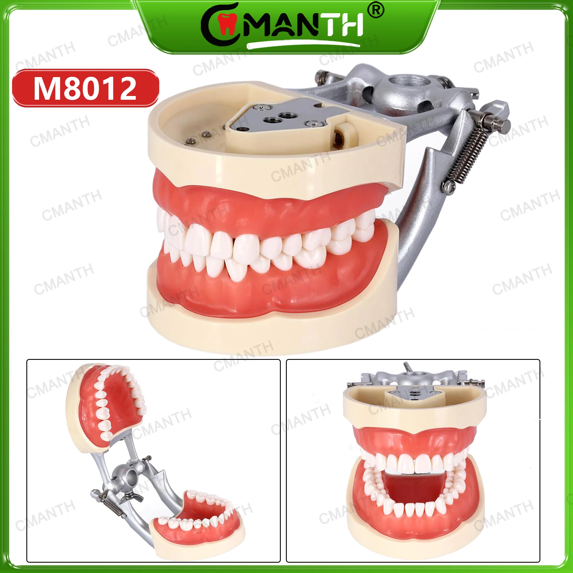 

Dental Typodont Model Fit Training Teaching Compatible NISSIN 200 Type 32 Teeth Position Simulation Resin Tooth Particles