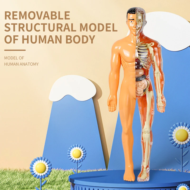 3D Human Body Model People Action Figure Torso Anatomy Interactive Scientific Kit Removable Structural Organs Skeleton