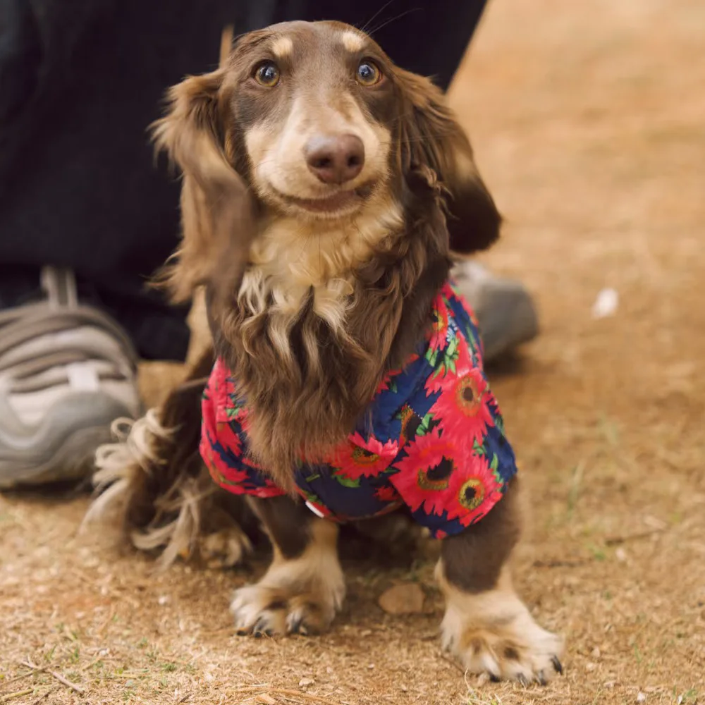 Camiseta de algodón estampado floral para perro salchicha sin mangas