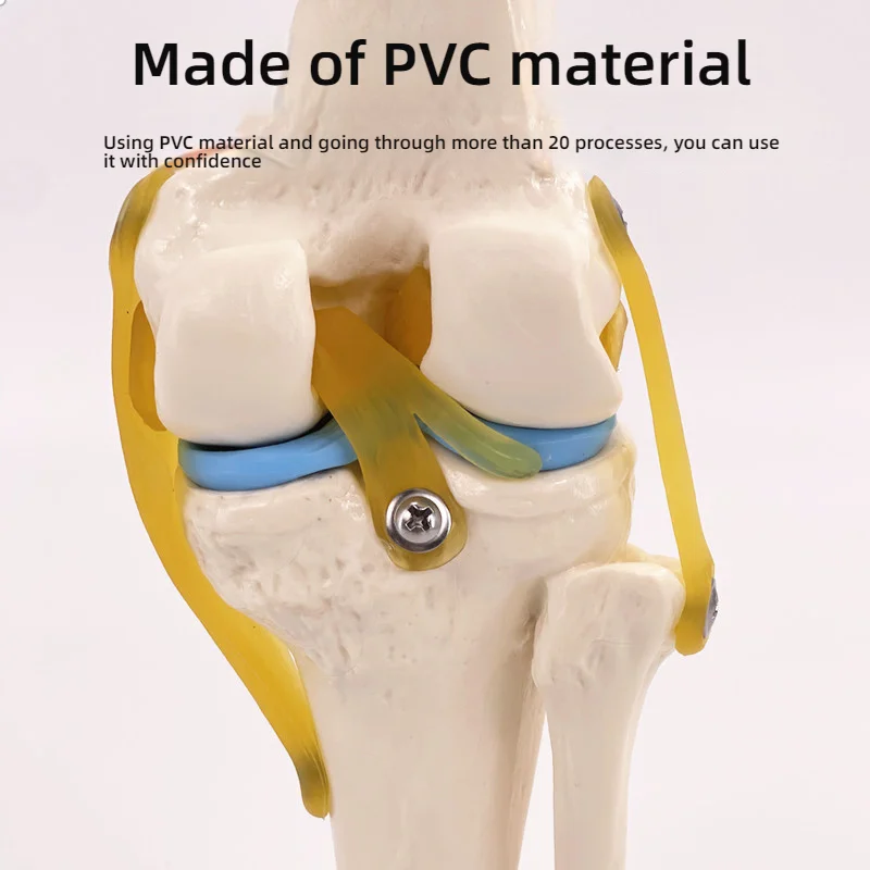 1:1 Lifesize Adult Human Knee Joint Anatomy Model Medical Science Teaching Resources Anatomia Teaching Supplies