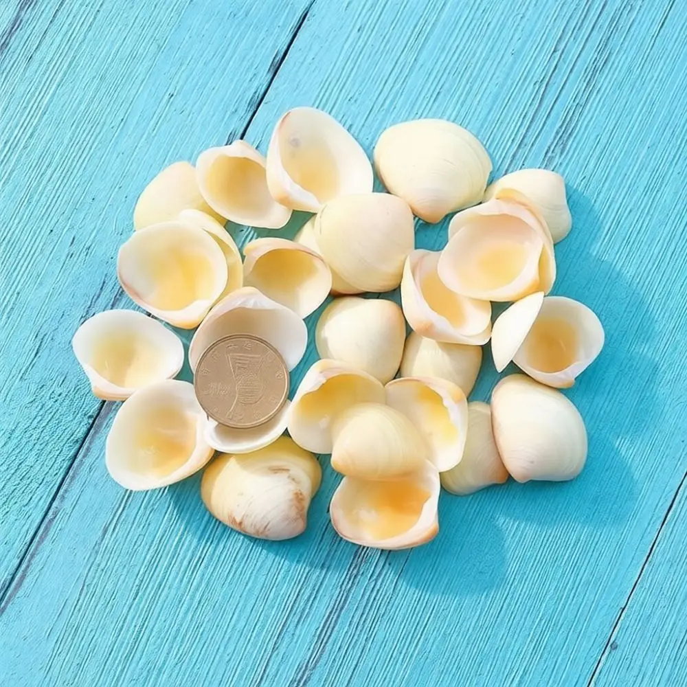 Natural Seashells Starfish Bulk Aquarium Landscape Accessory Hermit Crab House Diy Handcraft Ocean Theme Art Decor