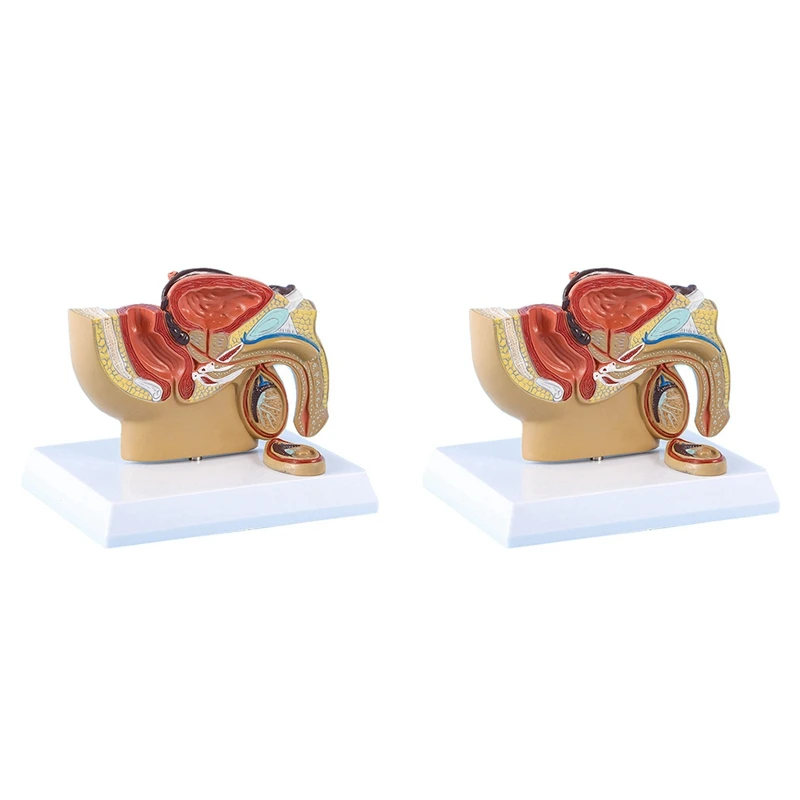 2X 1:2 Male Pelvic Sagittal Section Testicular Prostate Bladder Rectal Urinary System Model