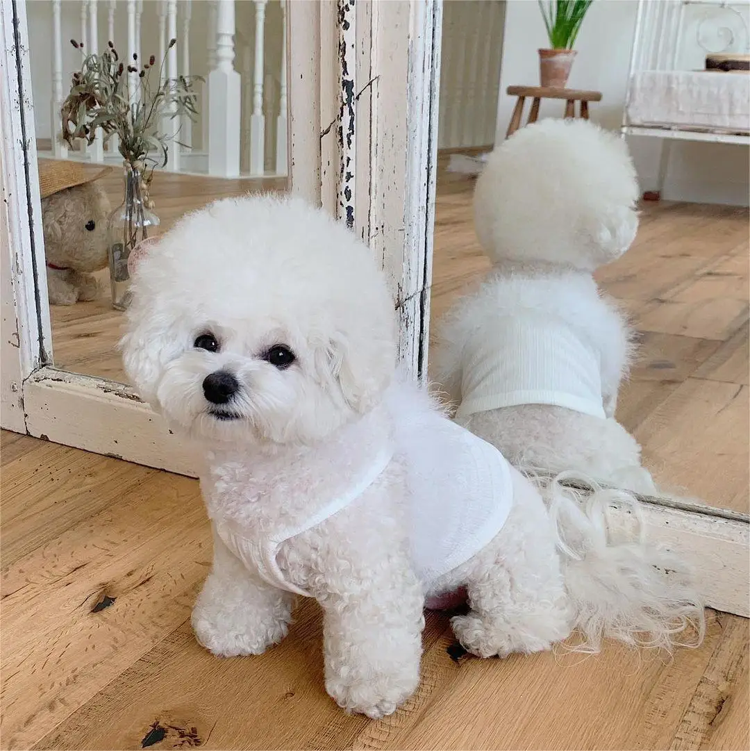 INS Pets Summer Dog Feather Strap Tank Top Solid Teddy Pomeranian Bears Clothing Pets Cute Strap Tank Top Puppy Clothes