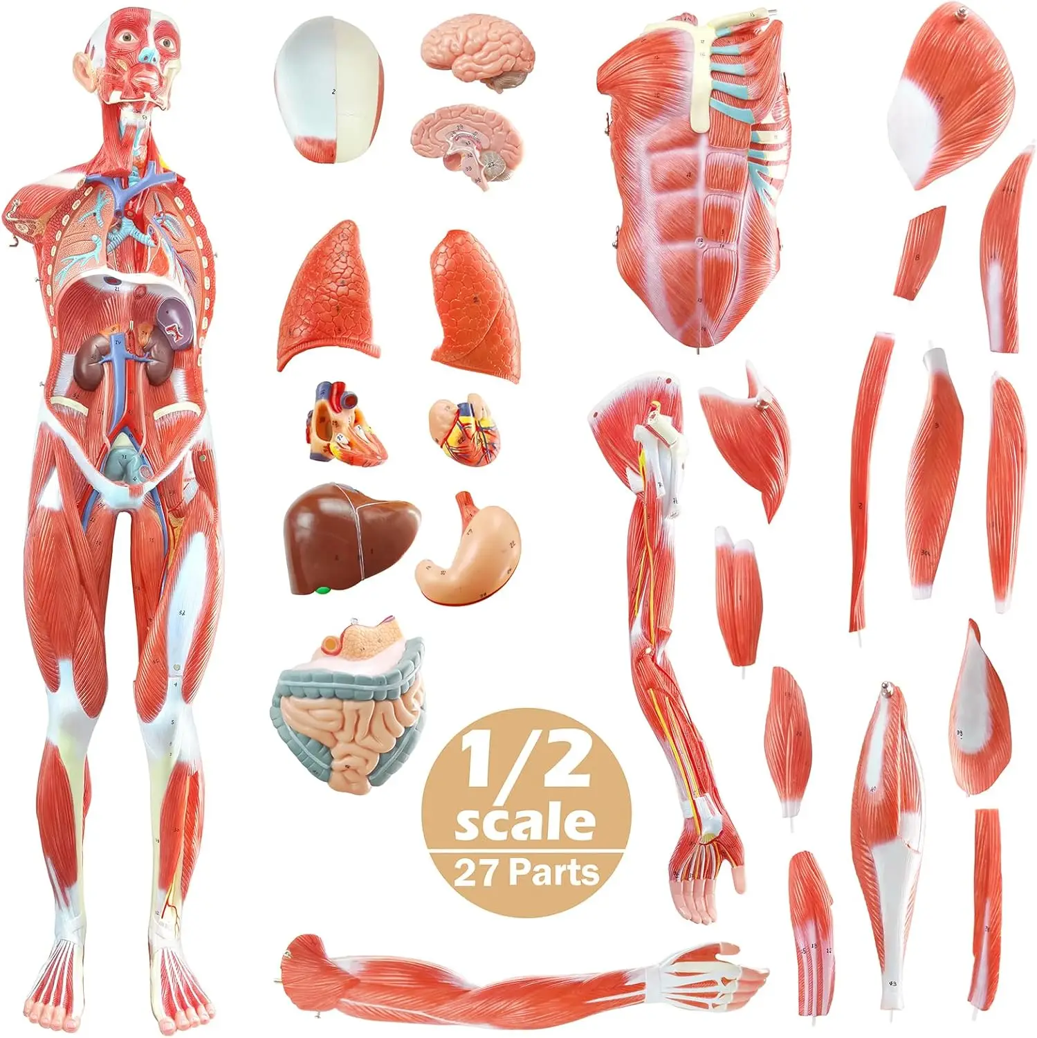 85cm Muscular Figure Internal Organ Human Muscular Anatomy Medical Educational Train Tools Human Muscle Organ Model 27 Parts